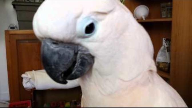 Who's your favorite YT parrot?