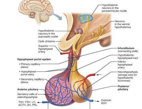 Anyone else think the pituitary gland looks like a pair of balls?