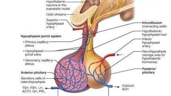 Anyone else think the pituitary gland looks like a pair of balls?