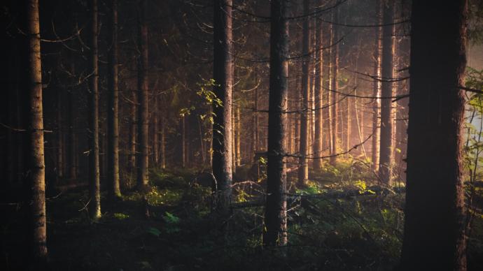 Do you enjoy walking through the forest?