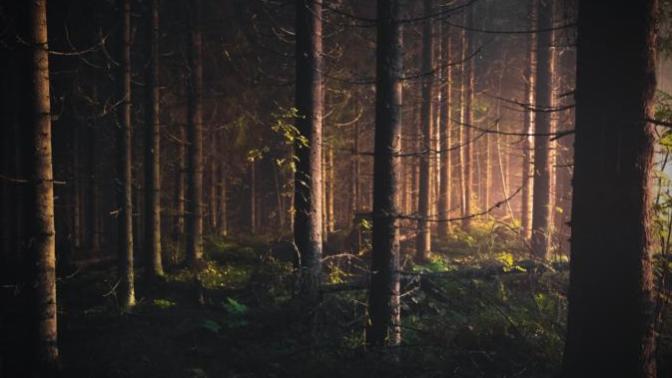 Do you enjoy walking through the forest?