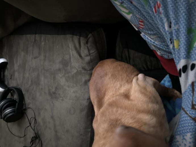 I found this stay dog on the street how do I get him to gain weight?