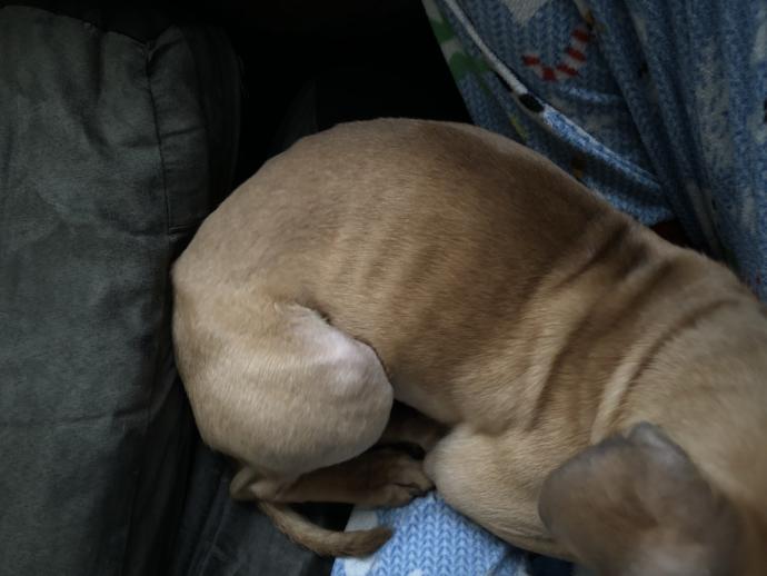 I found this stay dog on the street how do I get him to gain weight?