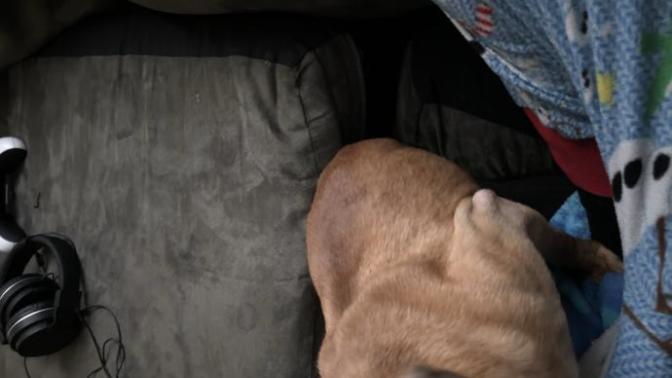 I found this stay dog on the street how do I get him to gain weight?