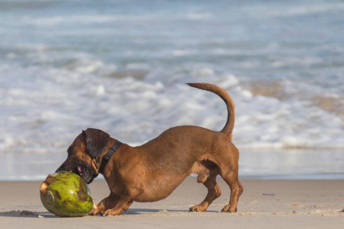 Do you like coconuts?