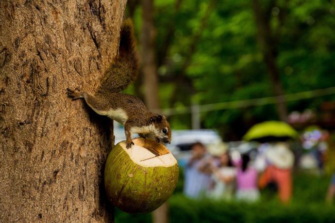 Do you like coconuts?