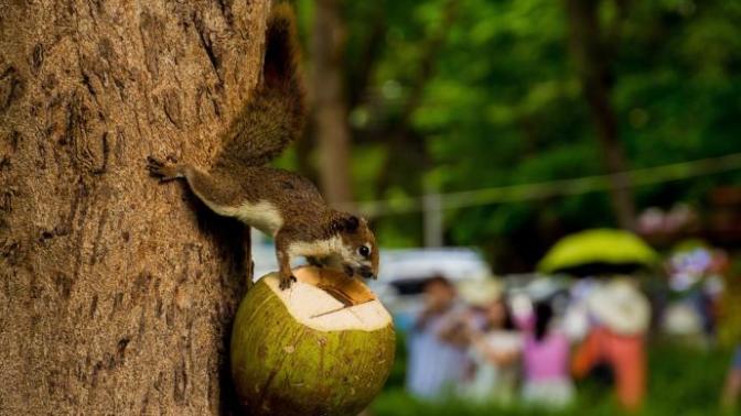 Do you like coconuts?