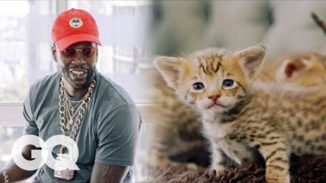 WOULD YOU buy one of these EXPENSIVE A$$ kittens?