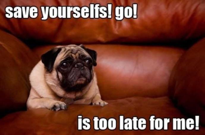 Would you risk your life to save your dog/cat/animal?