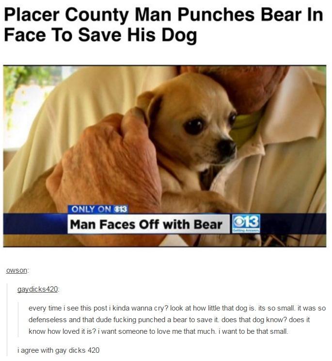 Would you risk your life to save your dog/cat/animal?