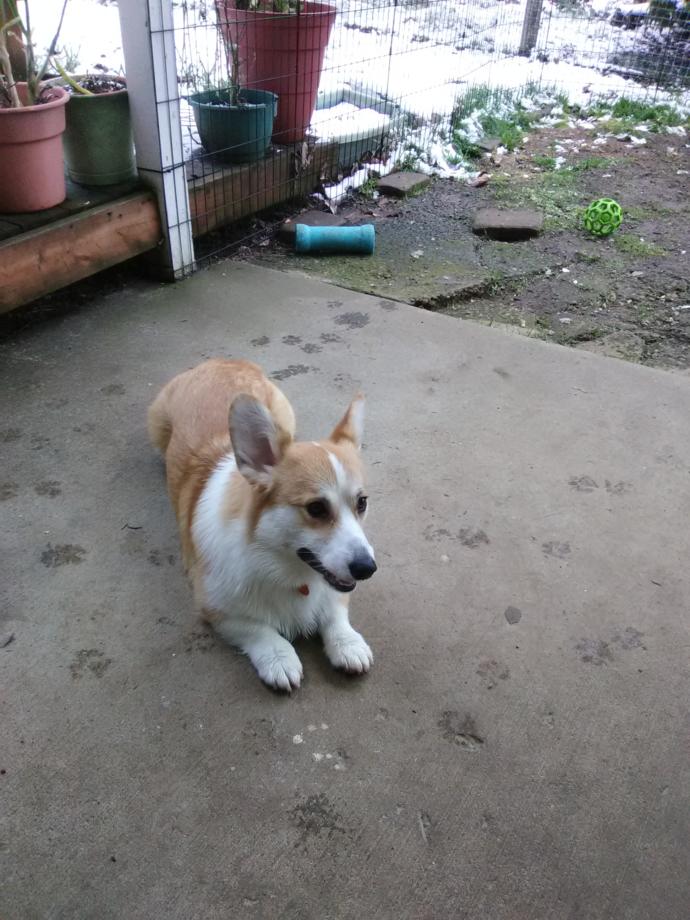 Would you risk your life to save your dog/cat/animal?