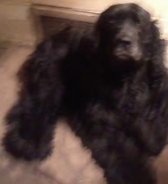 Would you risk your life to save your dog/cat/animal?