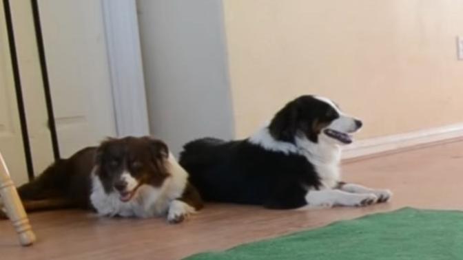 What breed are these two dogs?