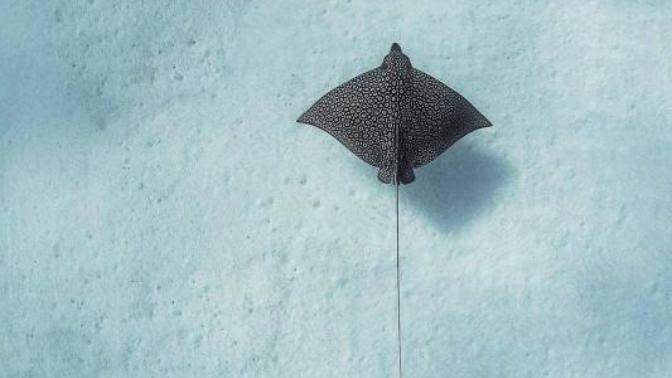 If you had the opportunity, would you swim with a spotted eagle ray in the Bahamas?
