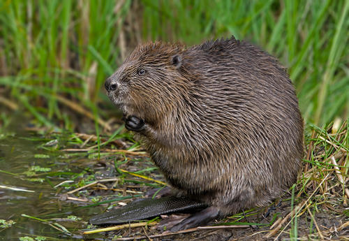 Have you ever eaten a beaver?