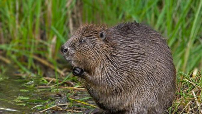 Have you ever eaten a beaver?