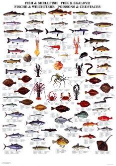 How Do You See Nature's Great Diversity?