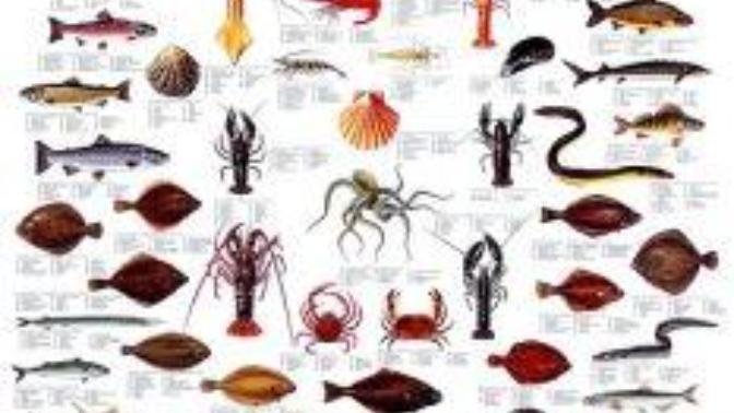 How Do You See Nature's Great Diversity?