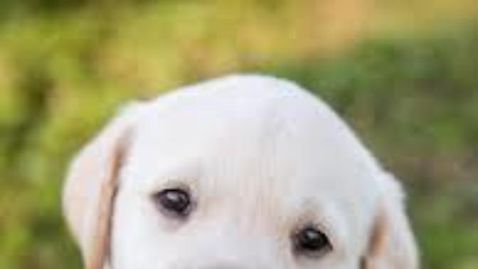 What is the most mischief thing you have done to your dog?