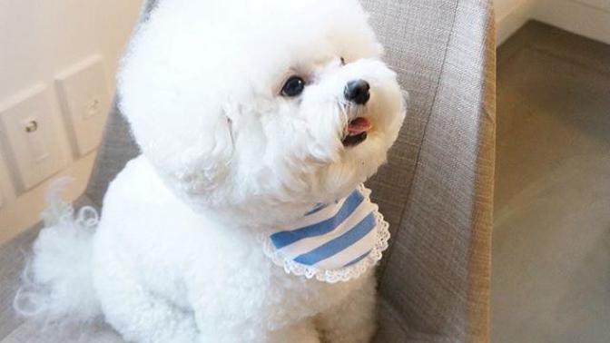 What to do when losing your beloved dog?