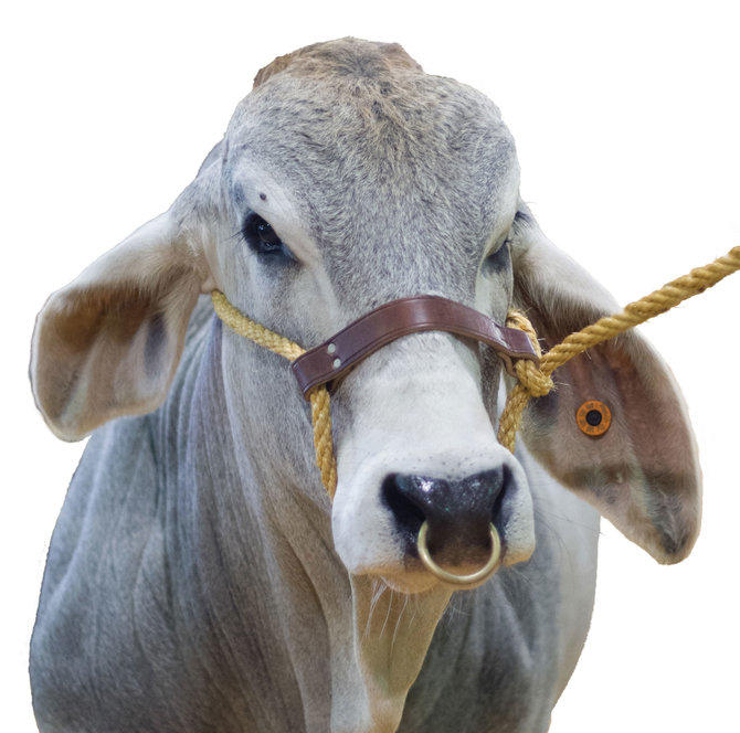 What do you think about septum piercings on girls?