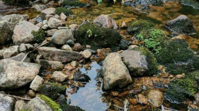 Is this a good nature photo?