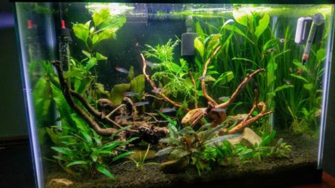 Anyone aquascaping?