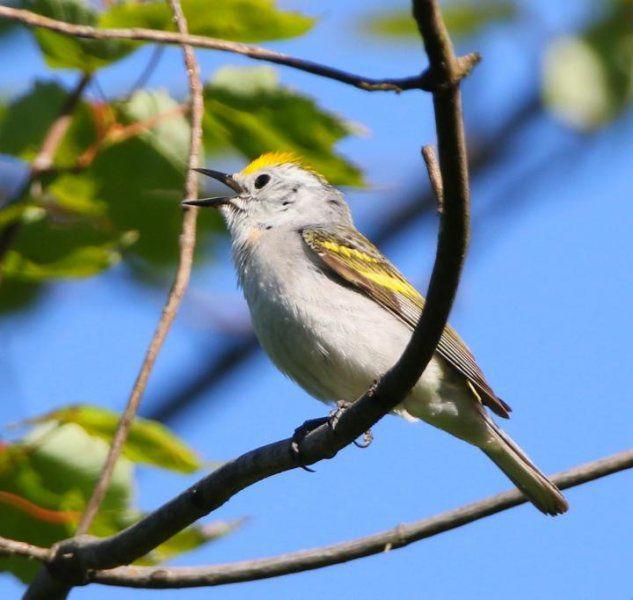 Have you heard the news of the triple species bird?
