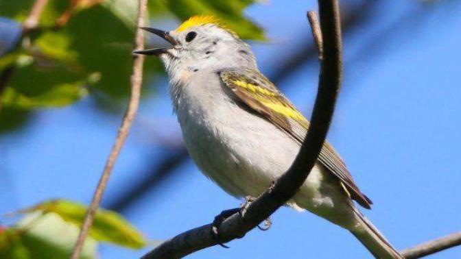 Have you heard the news of the triple species bird?