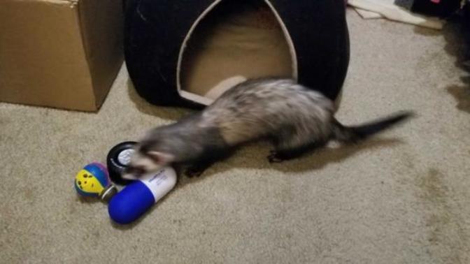 Pet's obsessions?