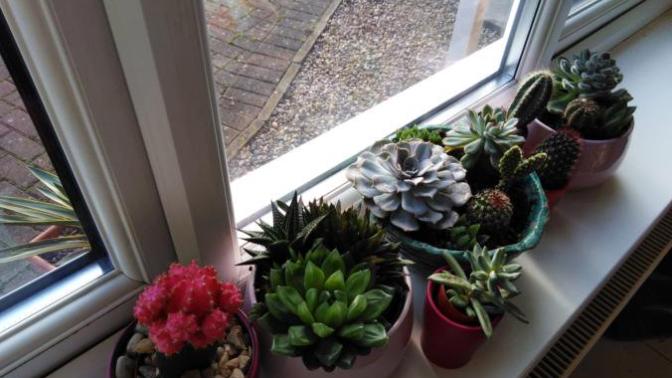 🌵 Do you like to keep plants?