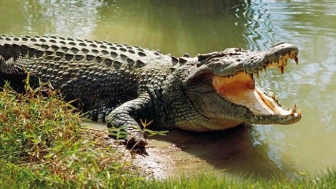 Do you like crocodile meat?
