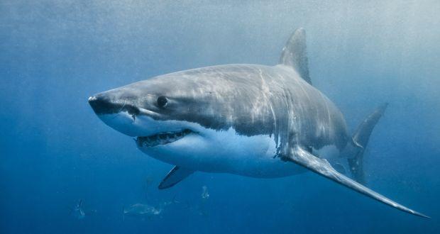 Do you like shark meat?