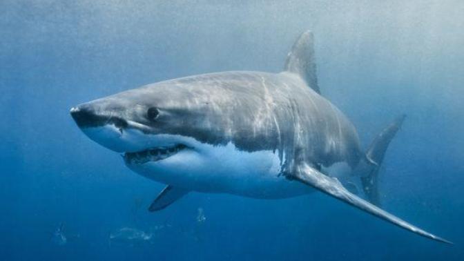 Do you like shark meat?