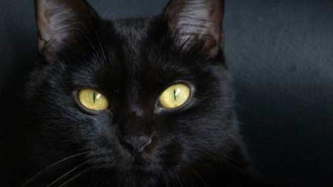 Do you believe in omens?
