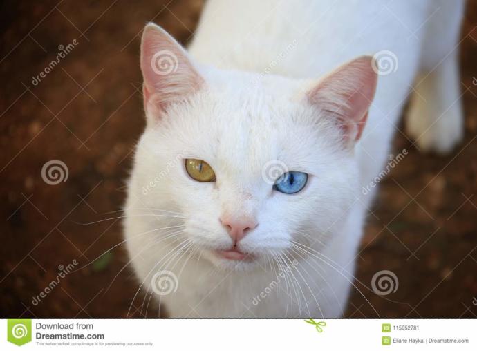 Do You Like Heterochromatic Iridium?