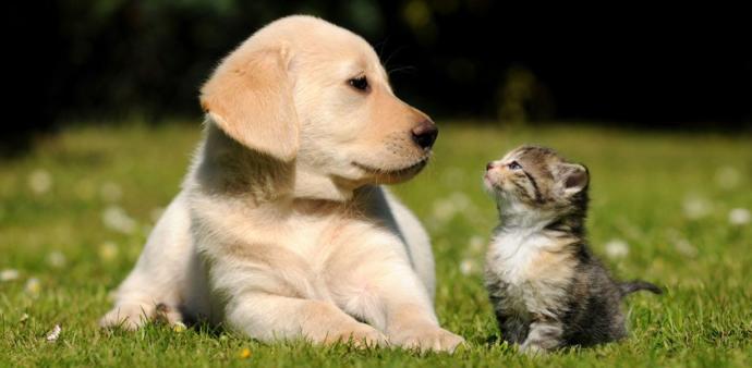 From Left to Right: Puppy, Kitten
