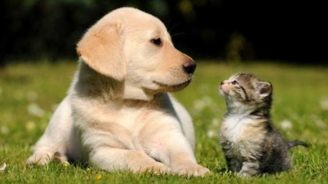 Do you buy pet insurance for your dog or cat?