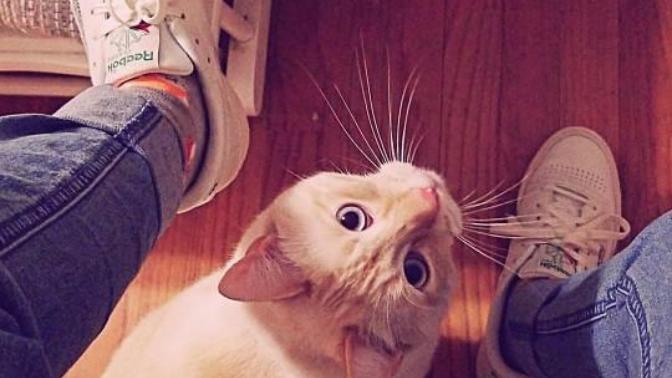 He doesn't like my pet?