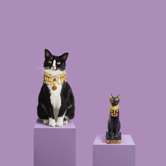 Should cats still be worshipped?