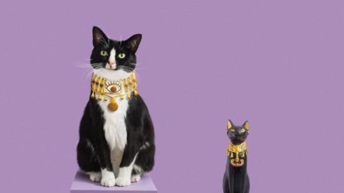 Should cats still be worshipped?