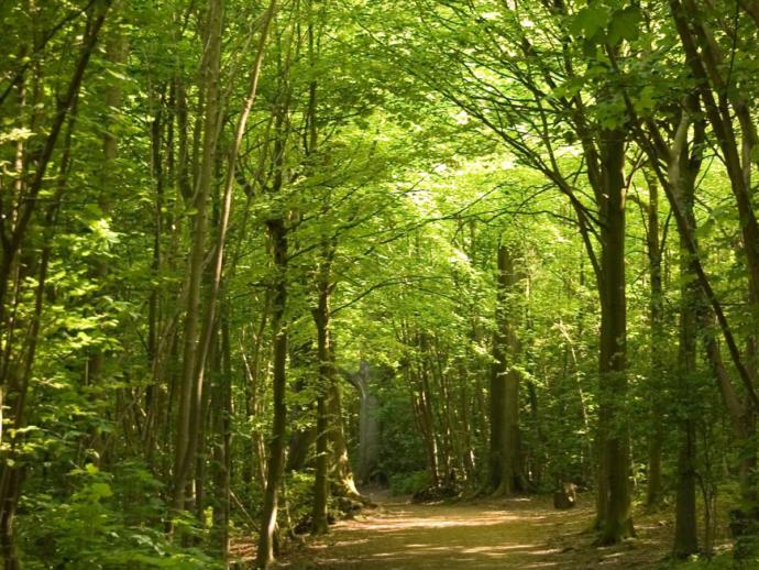 Would you prefer to go for a walk in the woods or walk through a neighborhood?