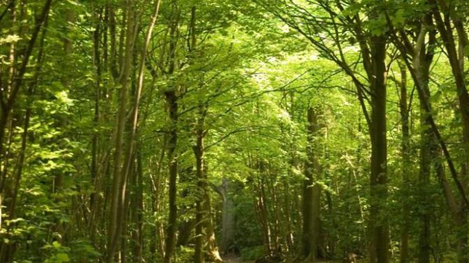 Would you prefer to go for a walk in the woods or walk through a neighborhood?
