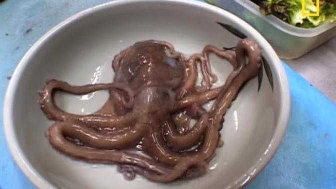 Would you eat live octopus?