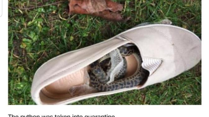 What would you do if there was a snake on your plane? See link?