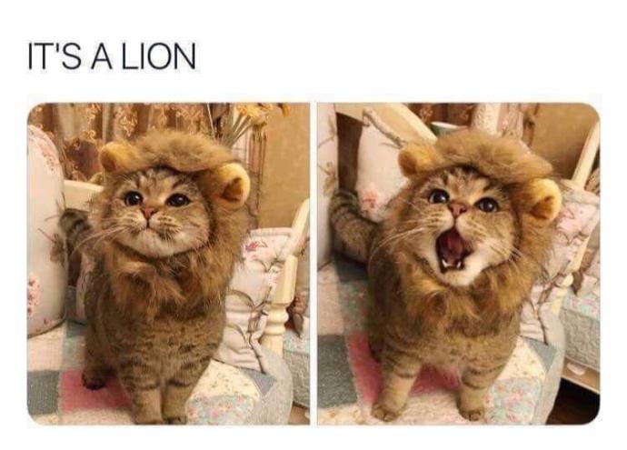 Is this a cat pretending to be a lion?