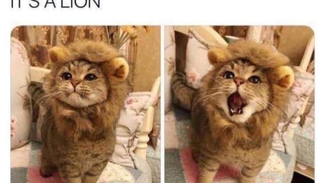 Is this a cat pretending to be a lion?