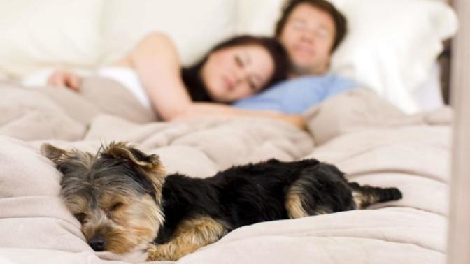 Would it bother you if your partner allowed their pet to sleep in their bed with you?