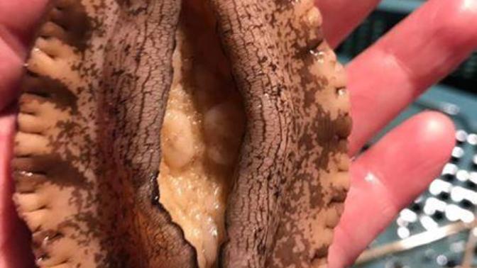Do you like to eat abalone?