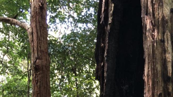 Girls, Do you enjoy nature walks?